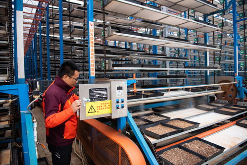 湖南江南生態(tài)農(nóng)業(yè)科技開發(fā) 薛永強調(diào)試苗床推動農(nóng)業(yè)現(xiàn)代化